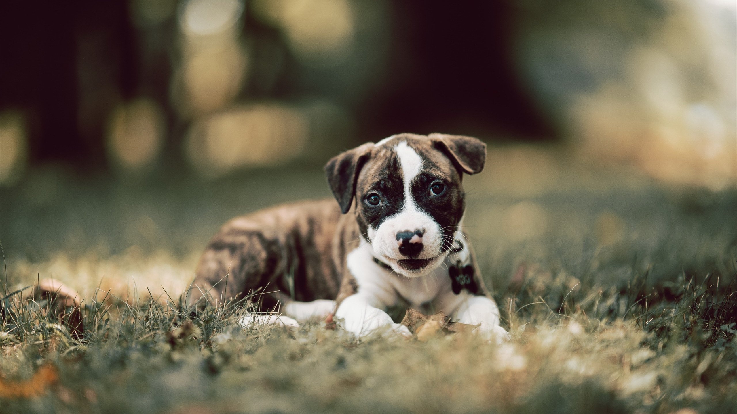 门迪神勇封堵力挽狂澜，马德里竞技友谊赛险胜塞内加尔