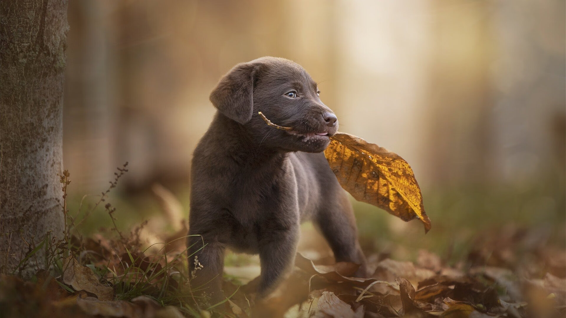 当孟菲斯灰熊遇见天山脚下，一场跨界的篮球对话与伦纳德的胜利启示
