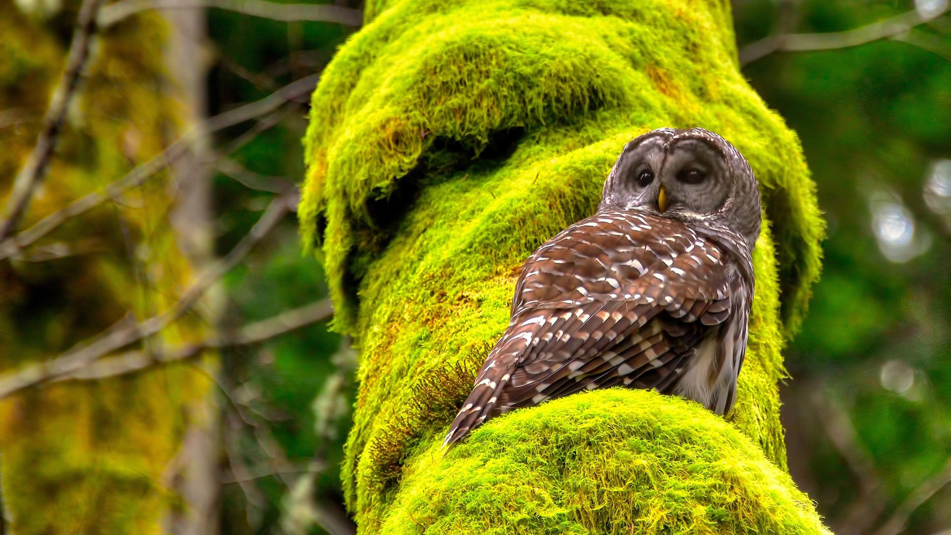 德意志意志与火热手感，横扫与掌控的艺术