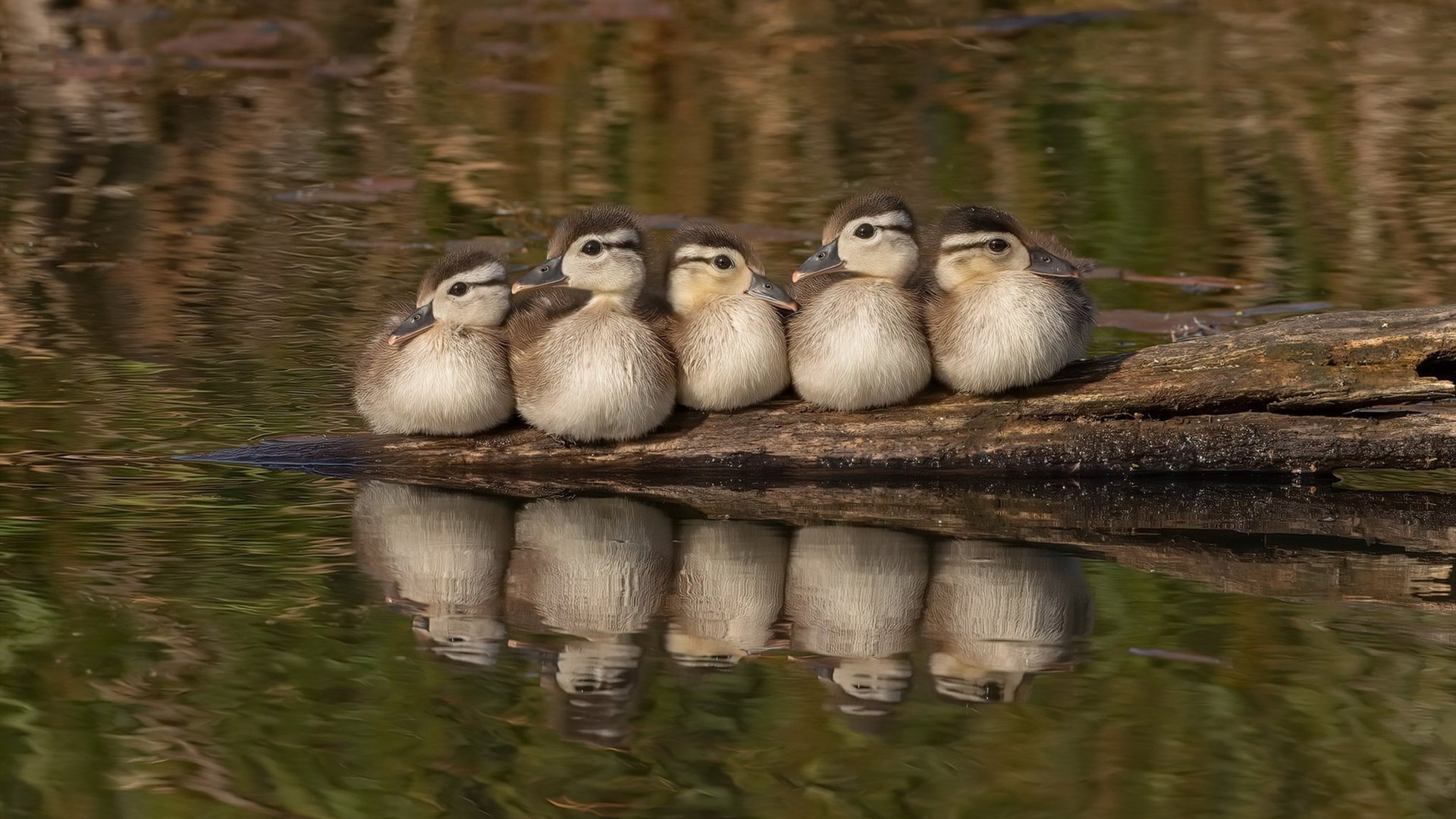 格列兹曼英格兰首秀惊艳四座，戏耍旧主助三狮完胜蓝军