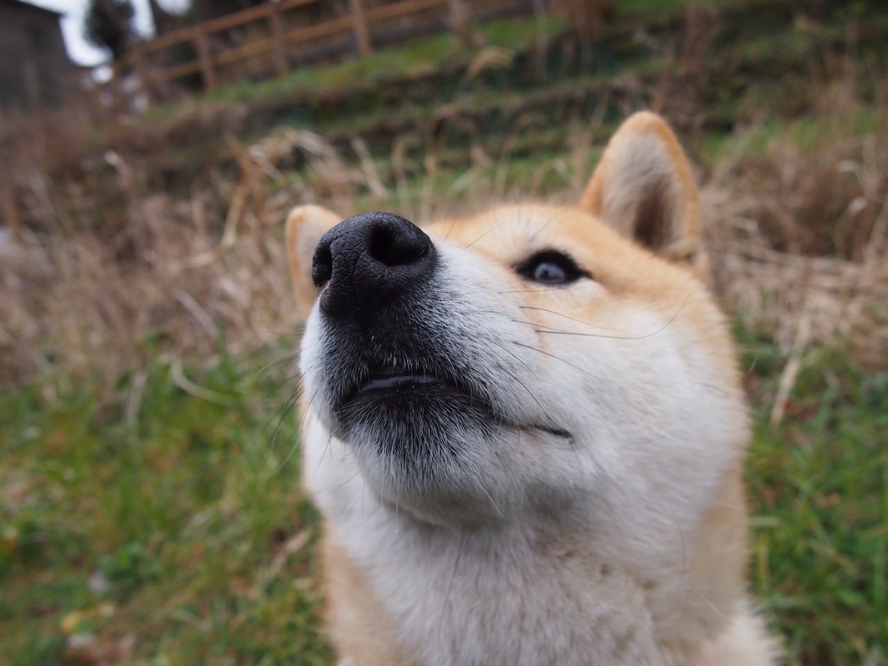 39岁传奇单骑救主!波尔高光闪耀,德国队惊险绝杀卫冕冠军