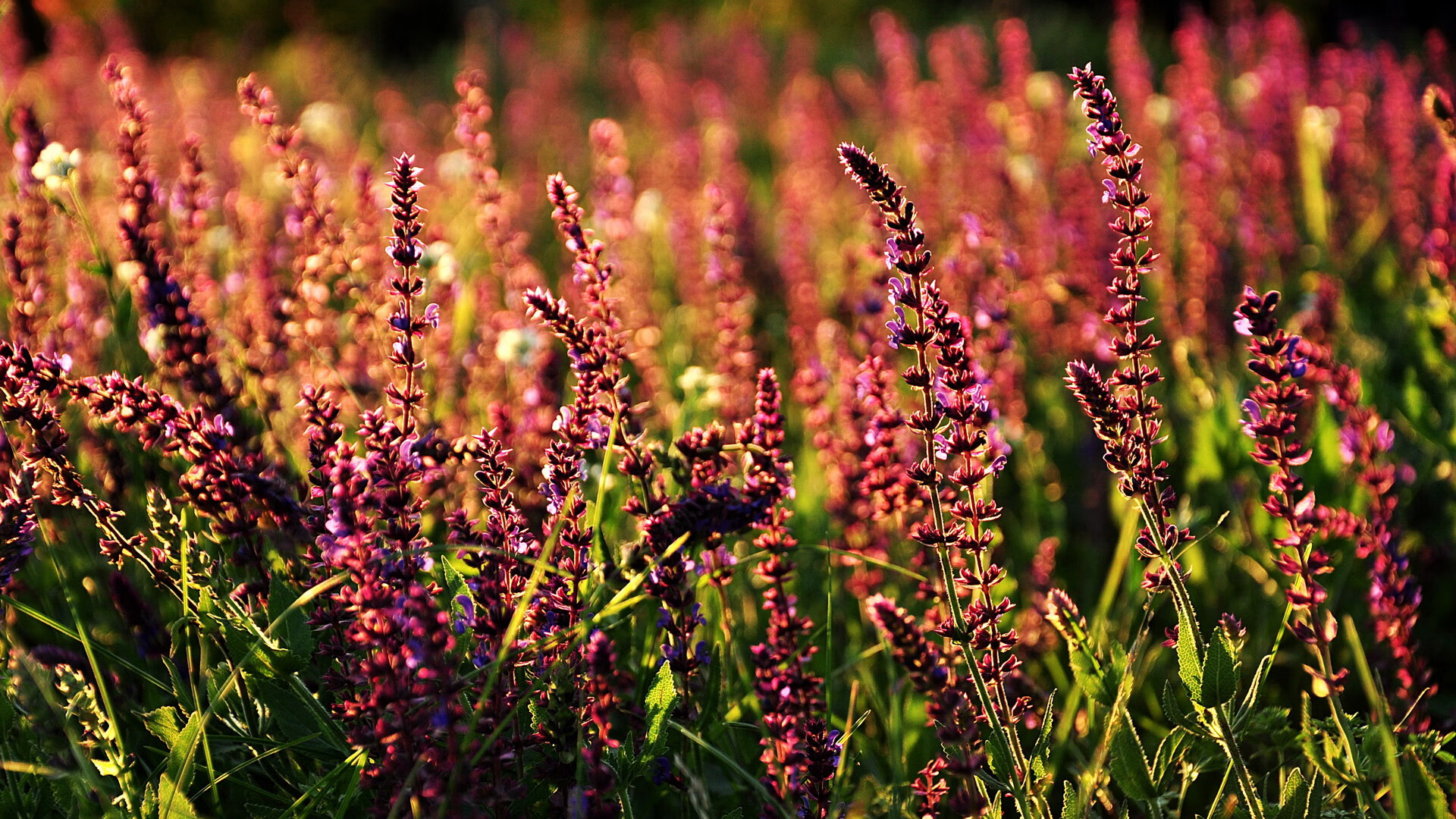 天津男篮热身赛爆冷击溃雷霆,戈贝尔空砍31+19统治禁区却难救主