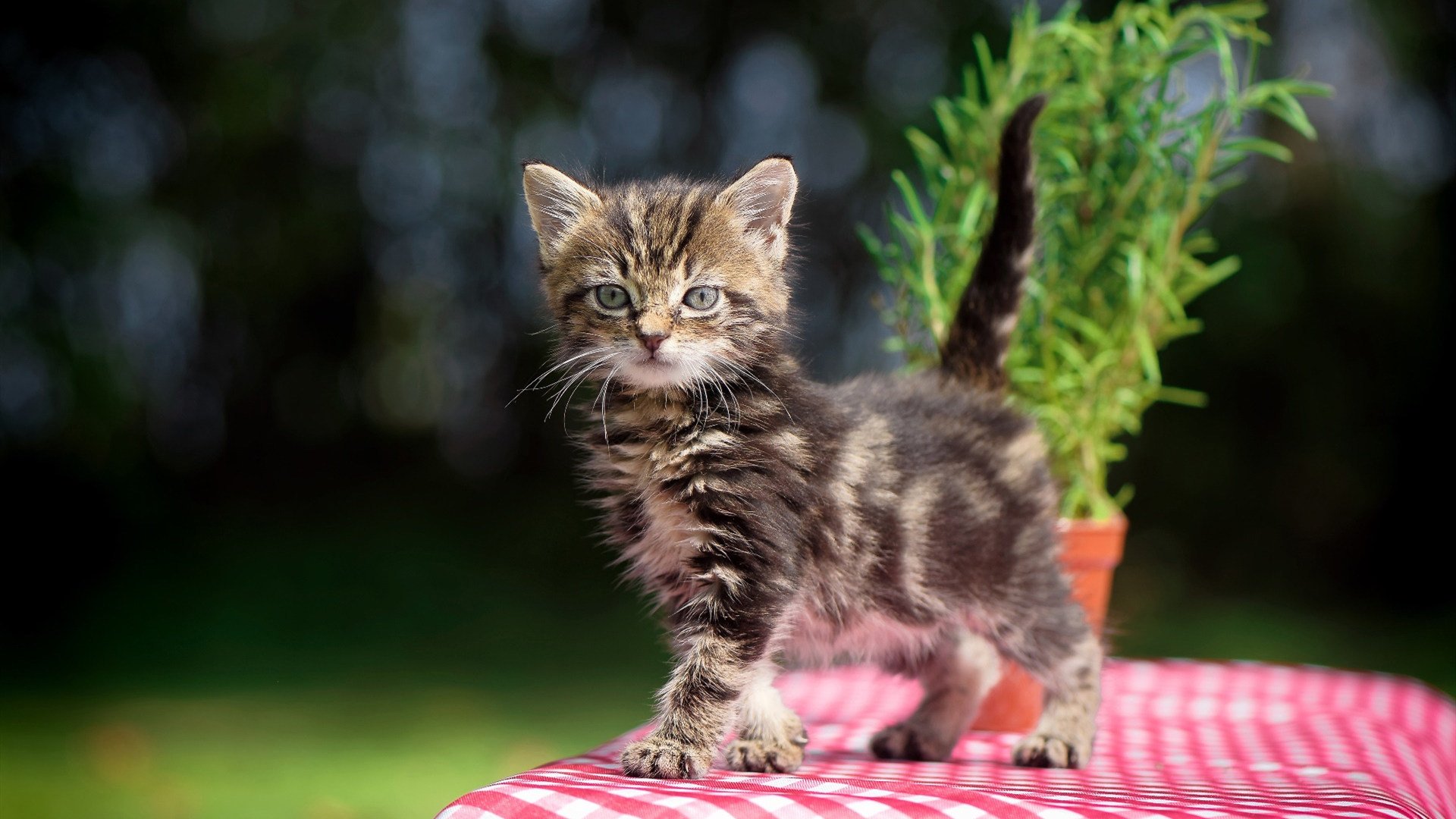 他如何一人切开整个美国队,手术刀德布劳内与绿茵场上的孤独革命