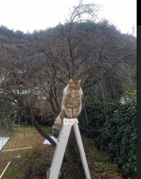 冷月照山河,克莱·汤普森的无声狙击