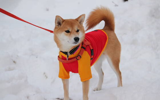 绿茵双面叙事,巨星闪耀与生存之战的平行交响