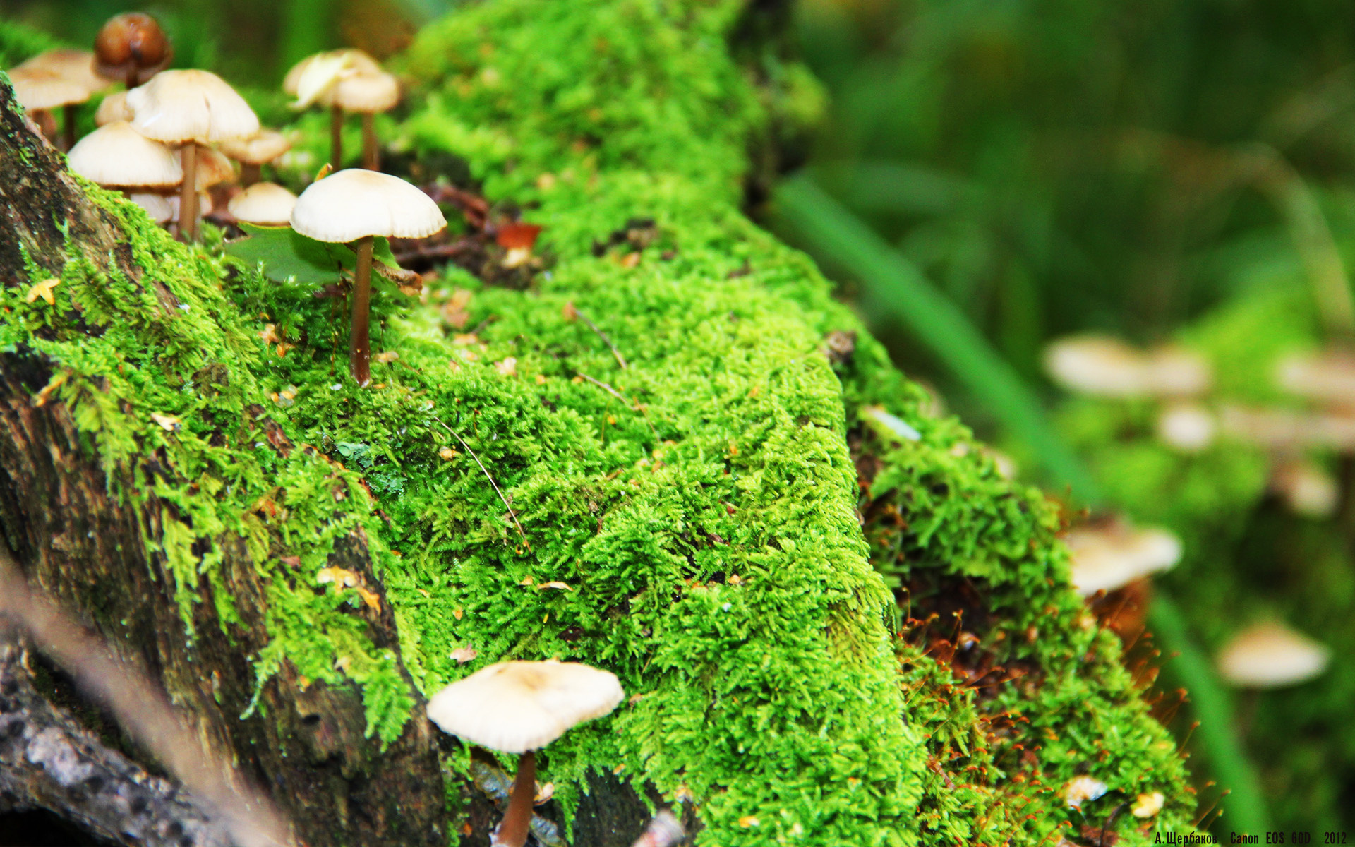 冰火双生,从密尔沃基的末节统治到伦敦的关键接管—论竞技体育唯一性的胜利