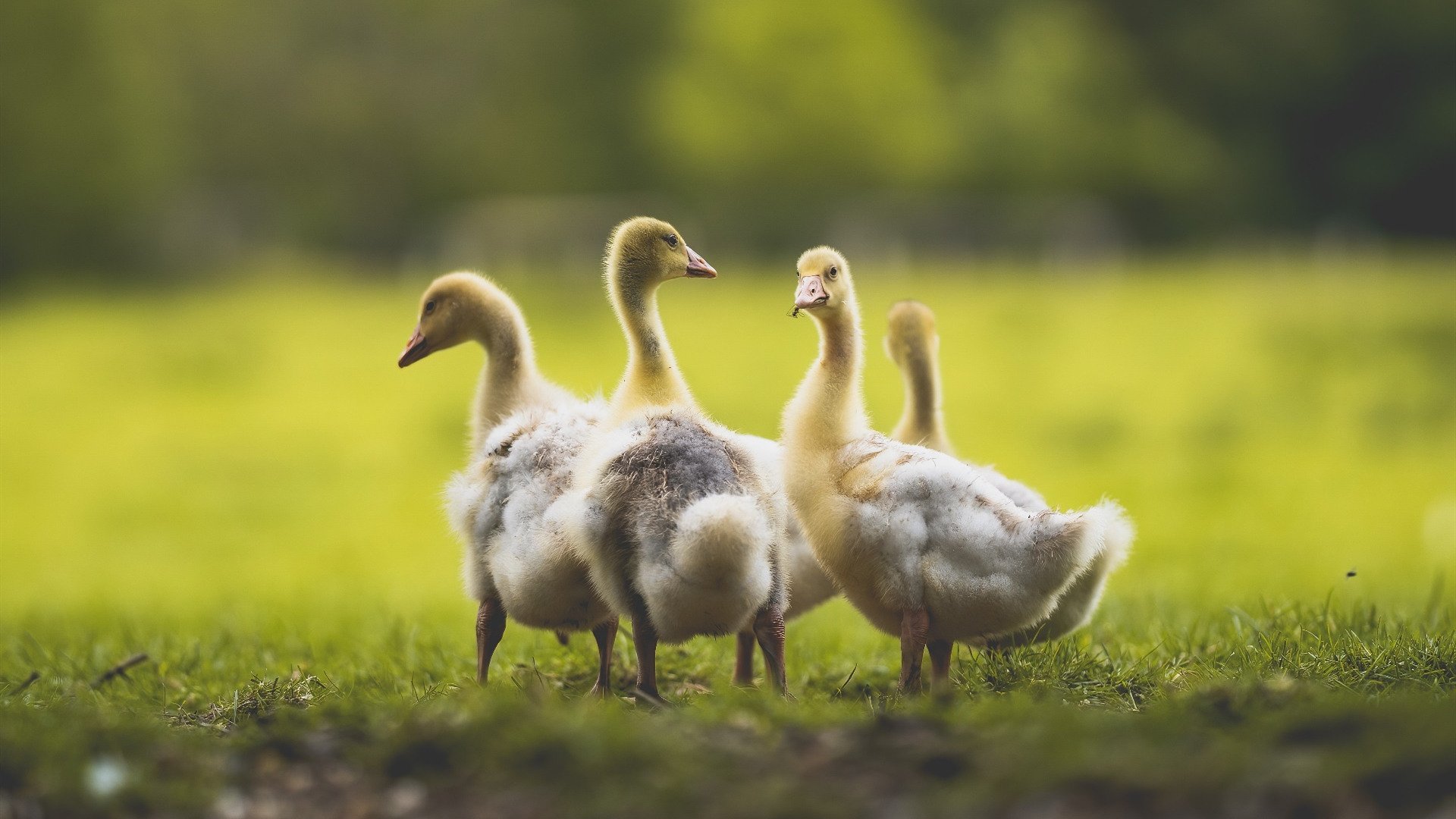 凌晨三点的救赎,莫兰特与2026世界杯之夜