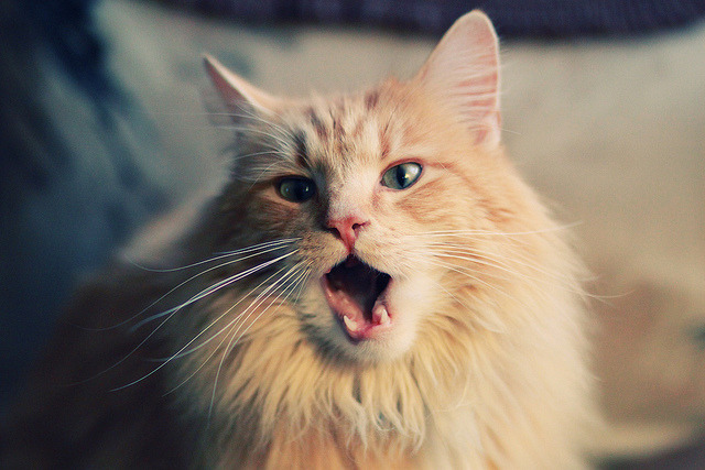 数据破茧,当米切尔的火热烧穿传统篮球认知