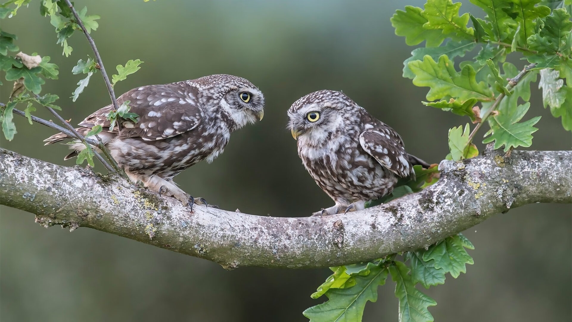 胜负手的双面硬币,欧文的手术刀与掘金的精密齿轮