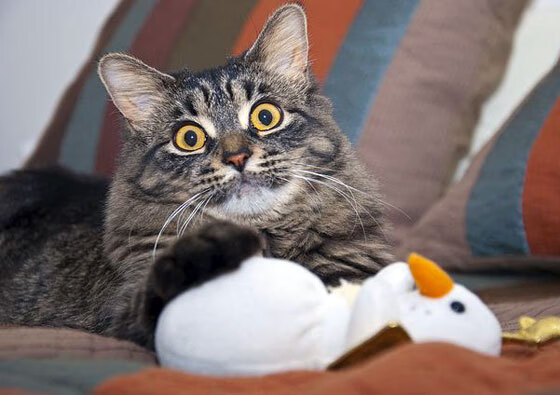 生死战焦点,猛龙强势踏平凯尔特人,东决悬念终结!