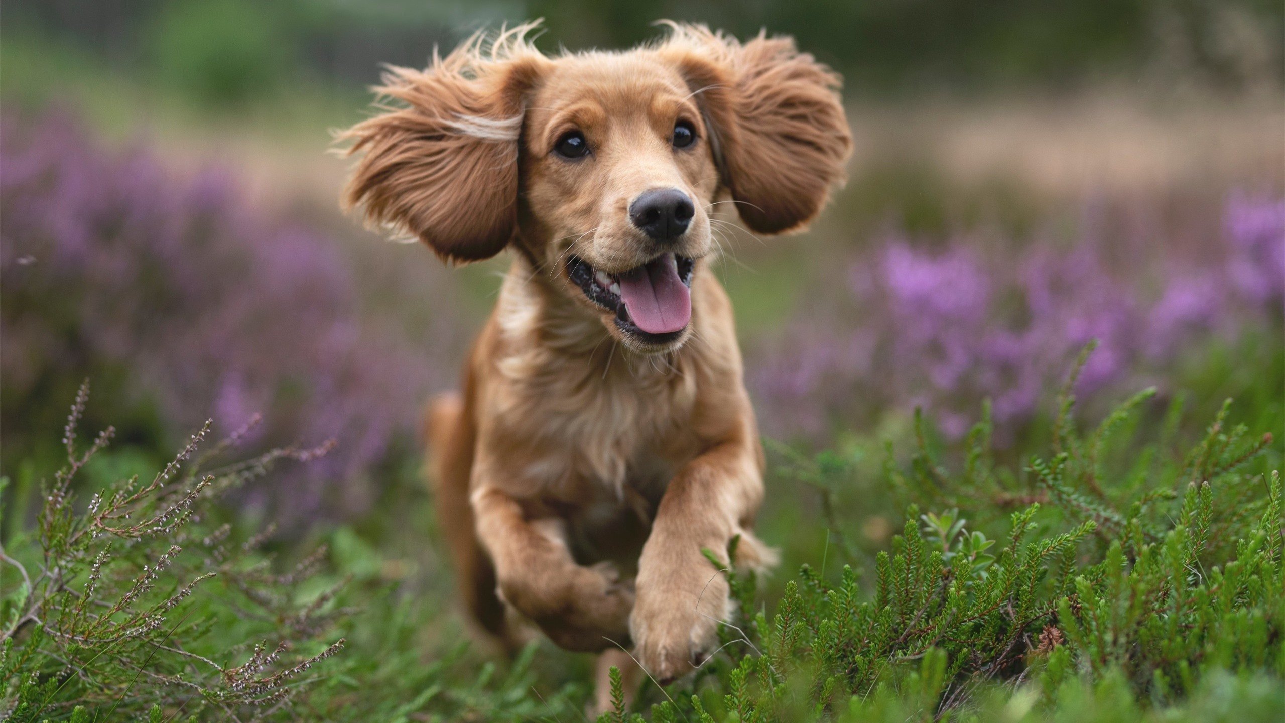 铁闸变利刃!范戴克最后10秒轰碎塞内加尔防线,拜仁压哨绝杀引爆安联