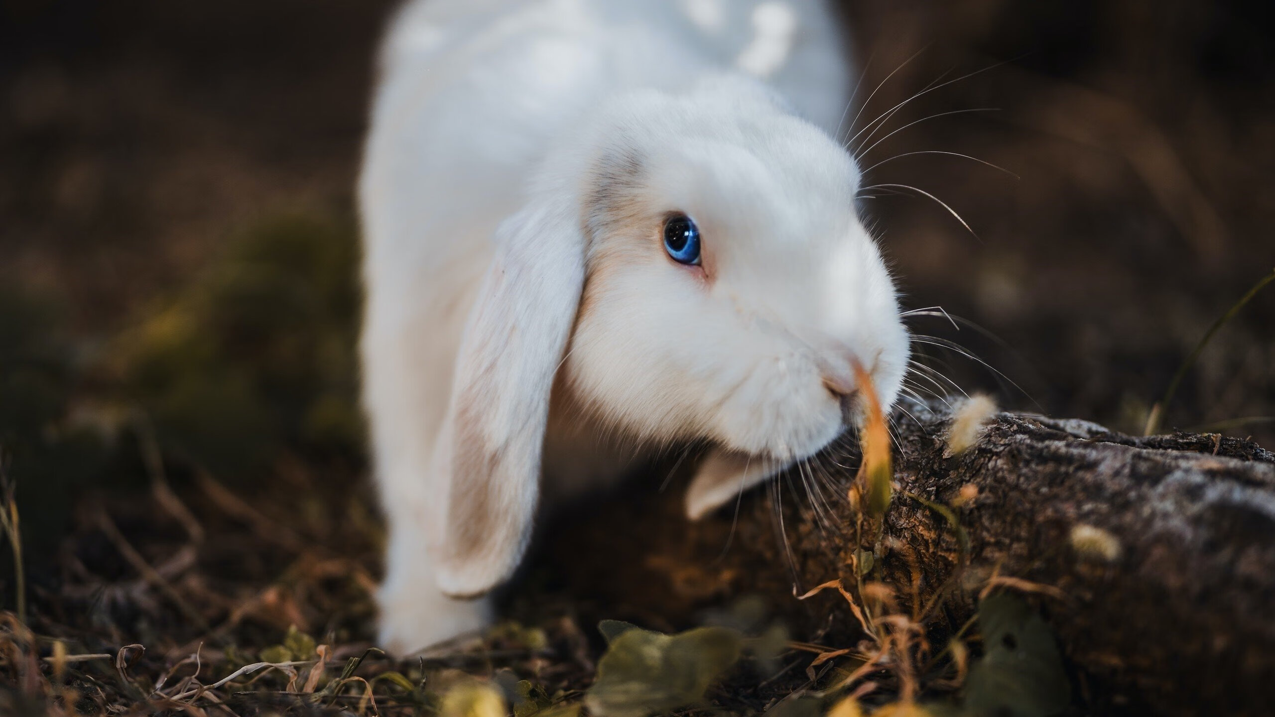 2026世界杯焦点战，乌拉圭补时绝杀突尼斯，与1978年的跨时空重逢