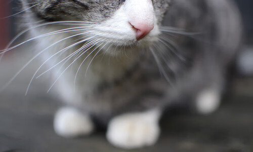 西决烽火东引，骑士末节惊魂15-0一波流埋葬篮网