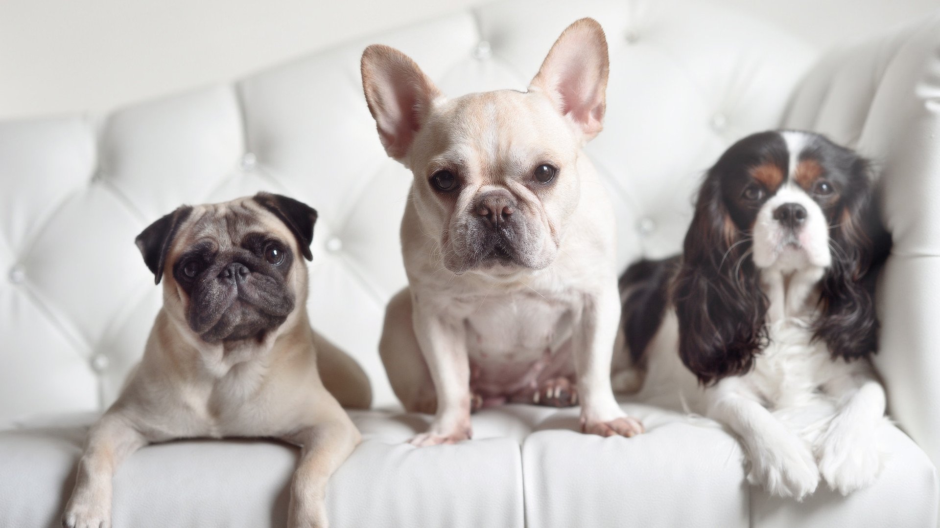 总决赛风云，火箭全面压制活塞，爱德华兹一战封神