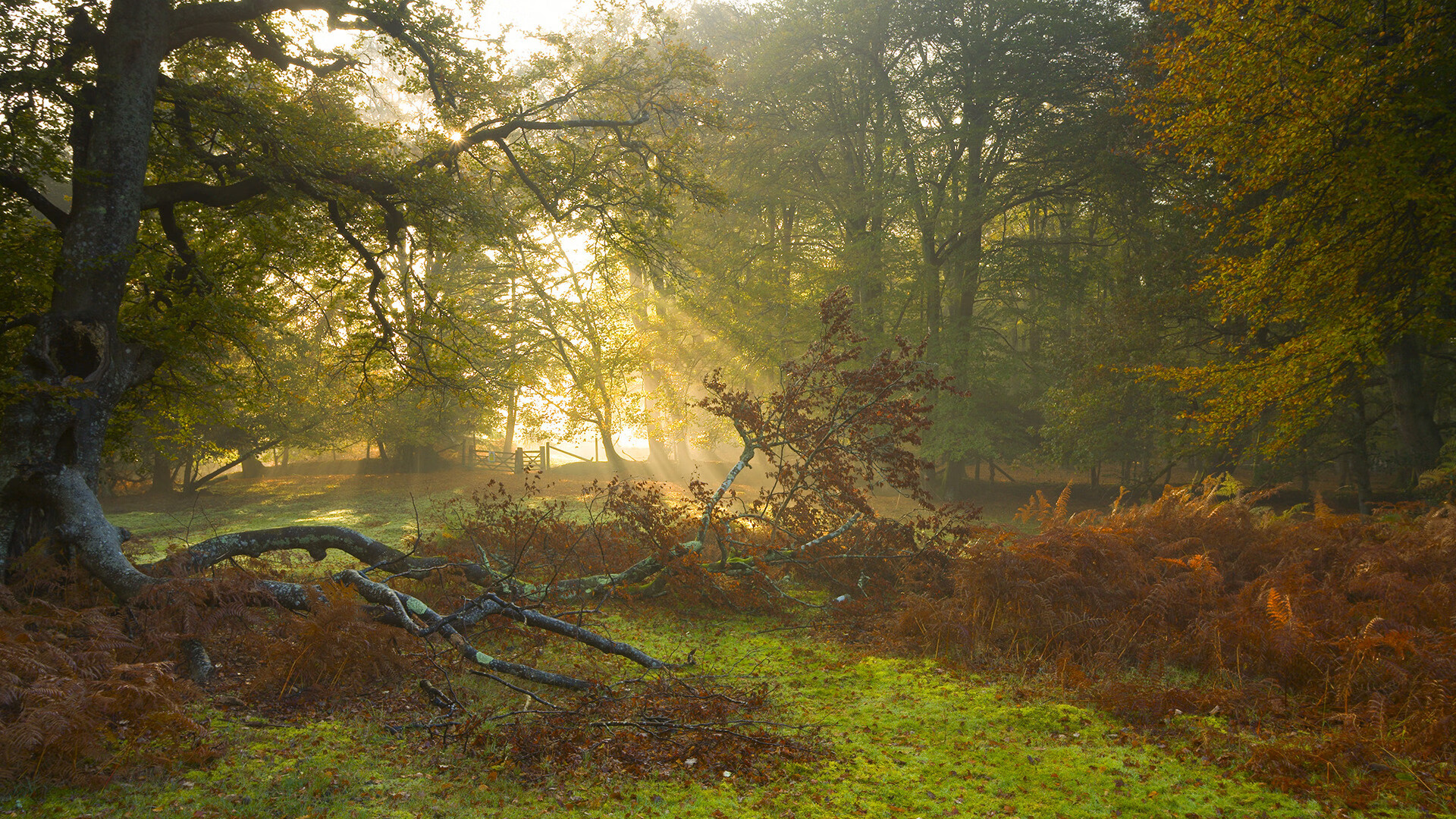 平行世界的终极抢七，当广东队终结步行者，哈利伯顿于寂静中擎起火炬