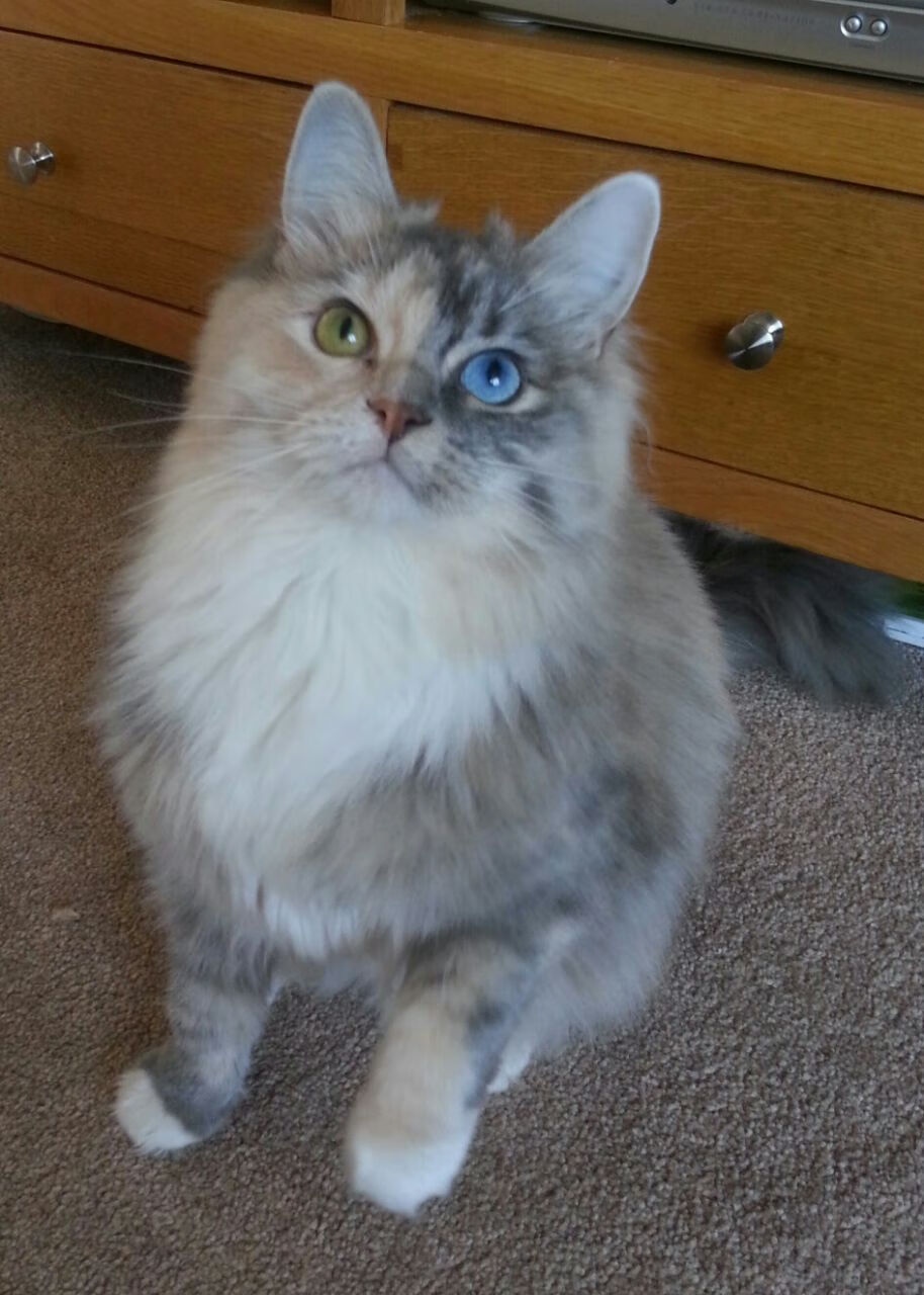 瑞士终结莱比锡红牛，巴雷拉在欧冠淘汰赛接管比赛，一场战术与意志的加冕礼