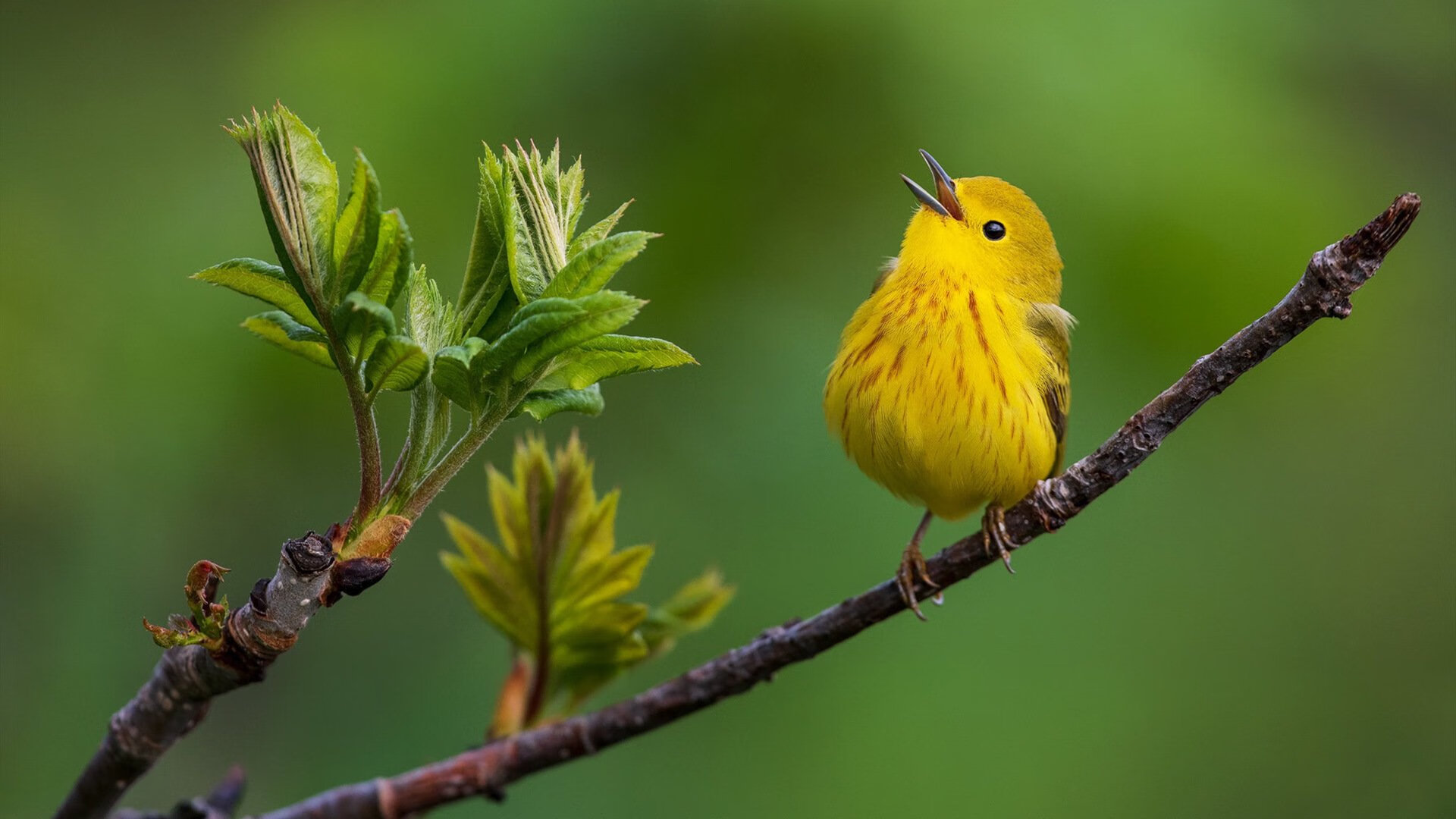 从上海到北京，哈登单节24分引燃北控主场，弗格迷失成背景板