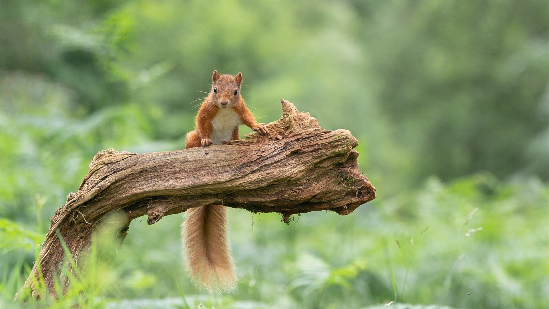 跨越赛场的掘金法则，论稳定输出的系统压制力