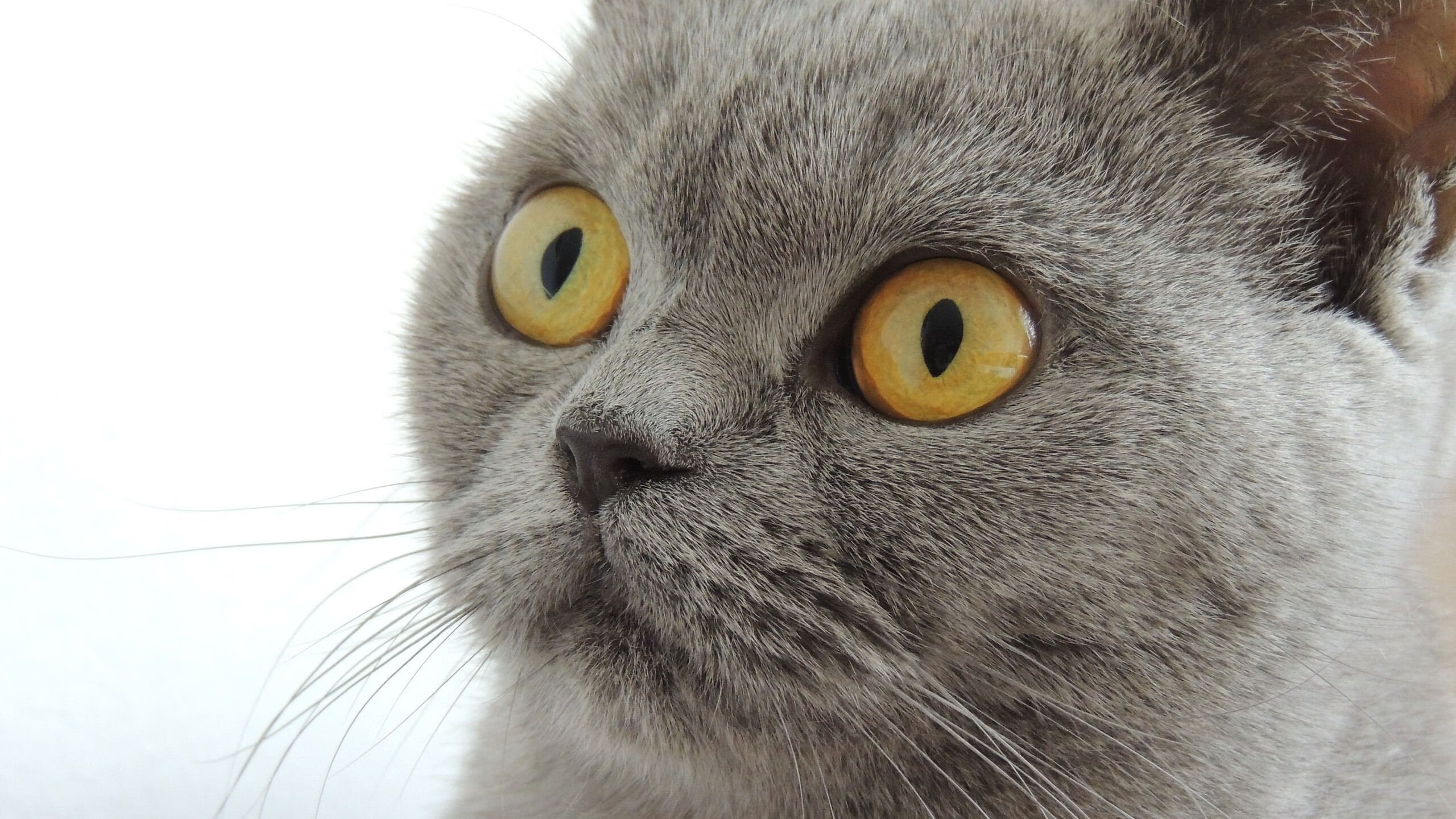 意甲焦点战之夜，暗夜逆袭，马克西的锋芒在重压下出鞘