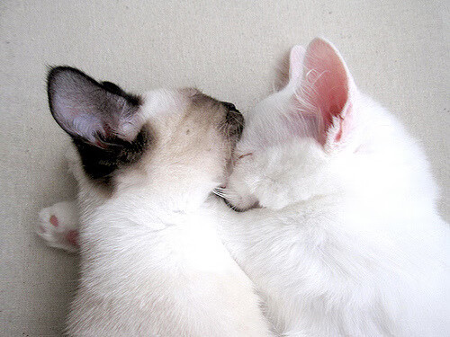 引擎轰鸣与终场哨响，当霍勒迪接管F1赛道时，湖人正终结马刺王朝