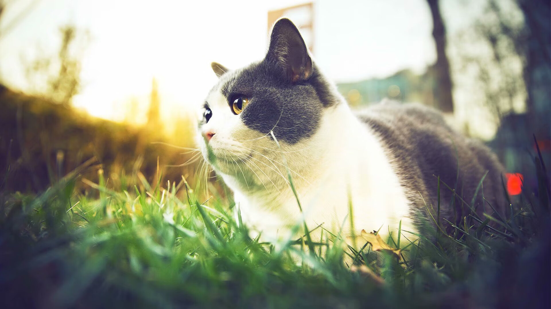 篮筐两端的主宰者，凯尔特人的团队胜利与西亚卡姆的国度加冕