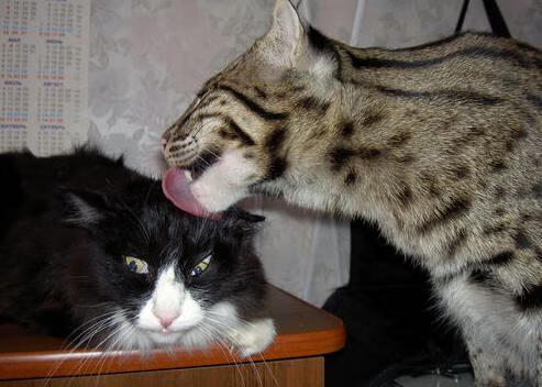 文班亚马，一场比赛，两种未来