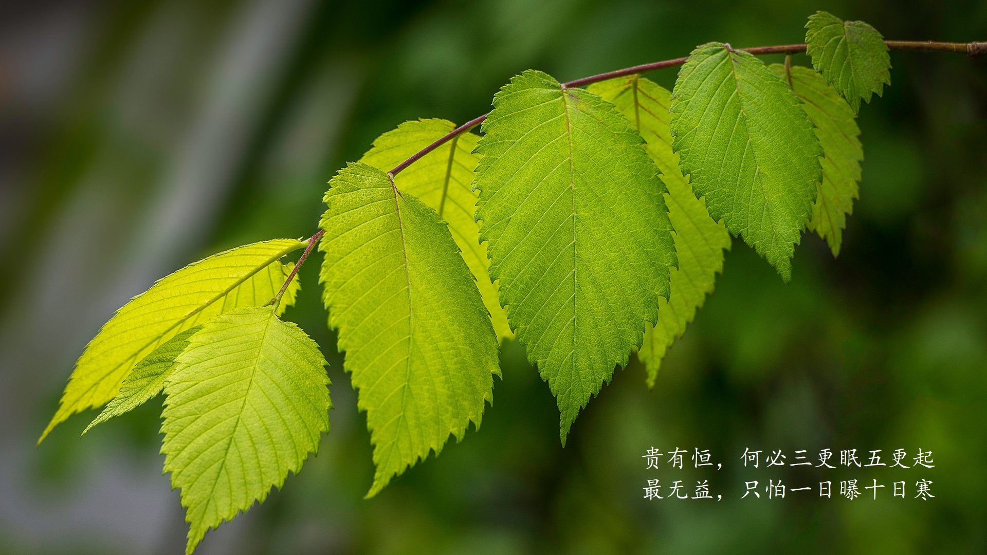 北极雄鹰撕裂黑星防线，2026世界杯E组关键战，波兰横扫加纳，塔雷米带队征服死亡之组